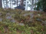 Syksyn merkkejä 4.9.2018